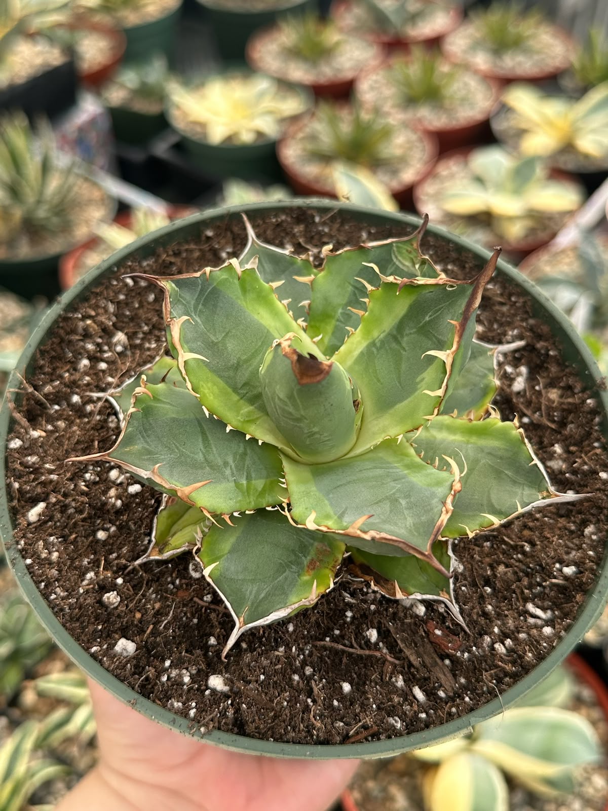 Agave banana peel