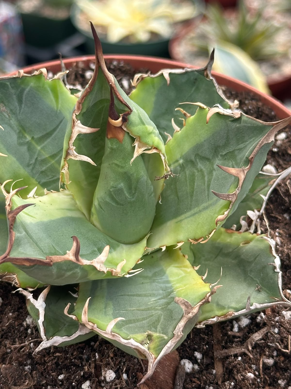 Agave banana peel