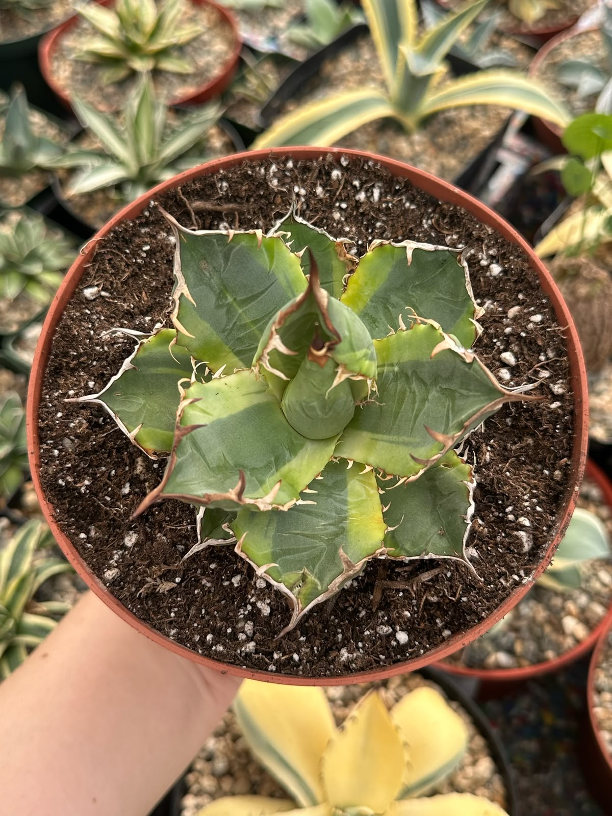 Agave banana peel