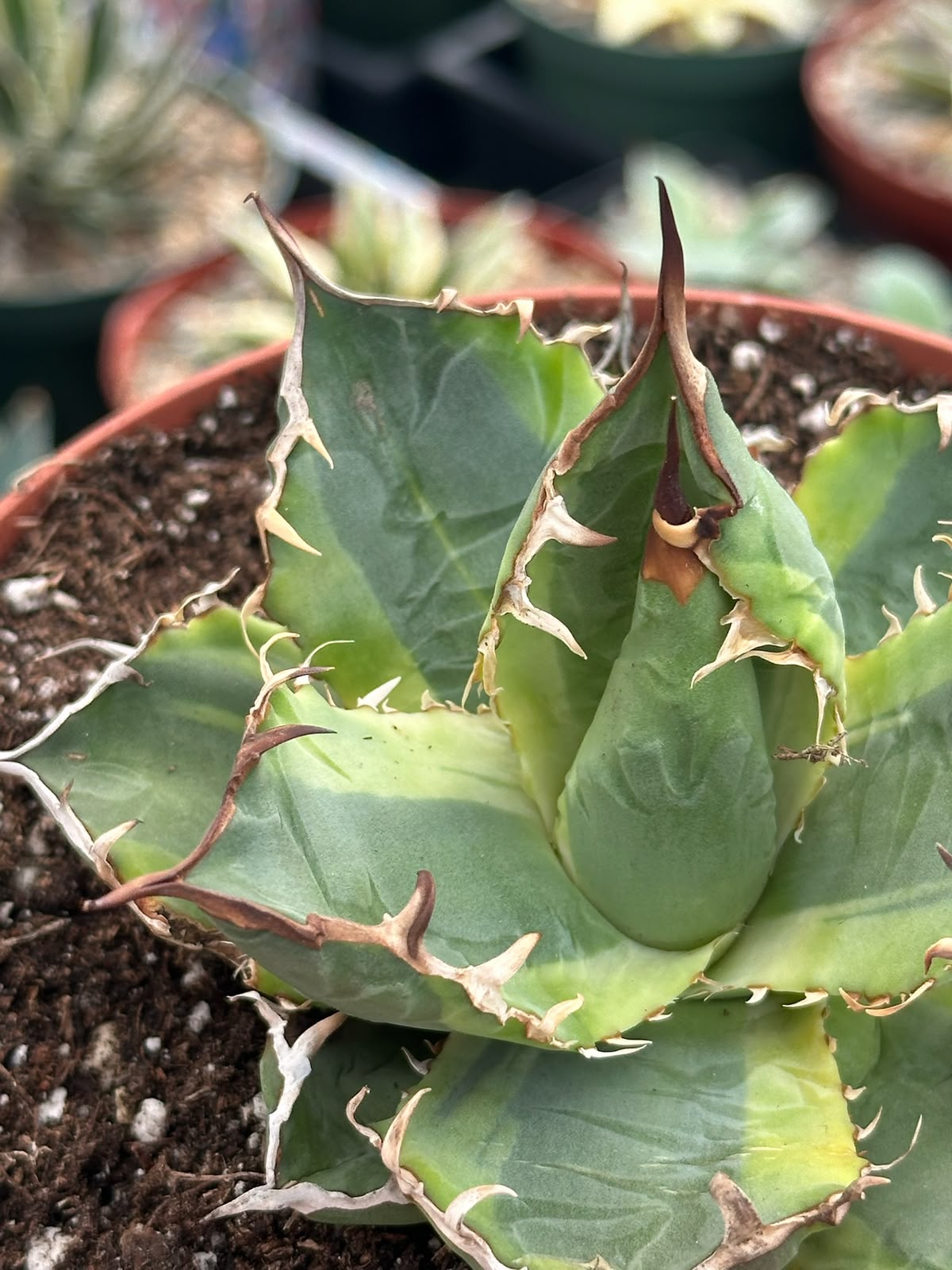 Agave banana peel
