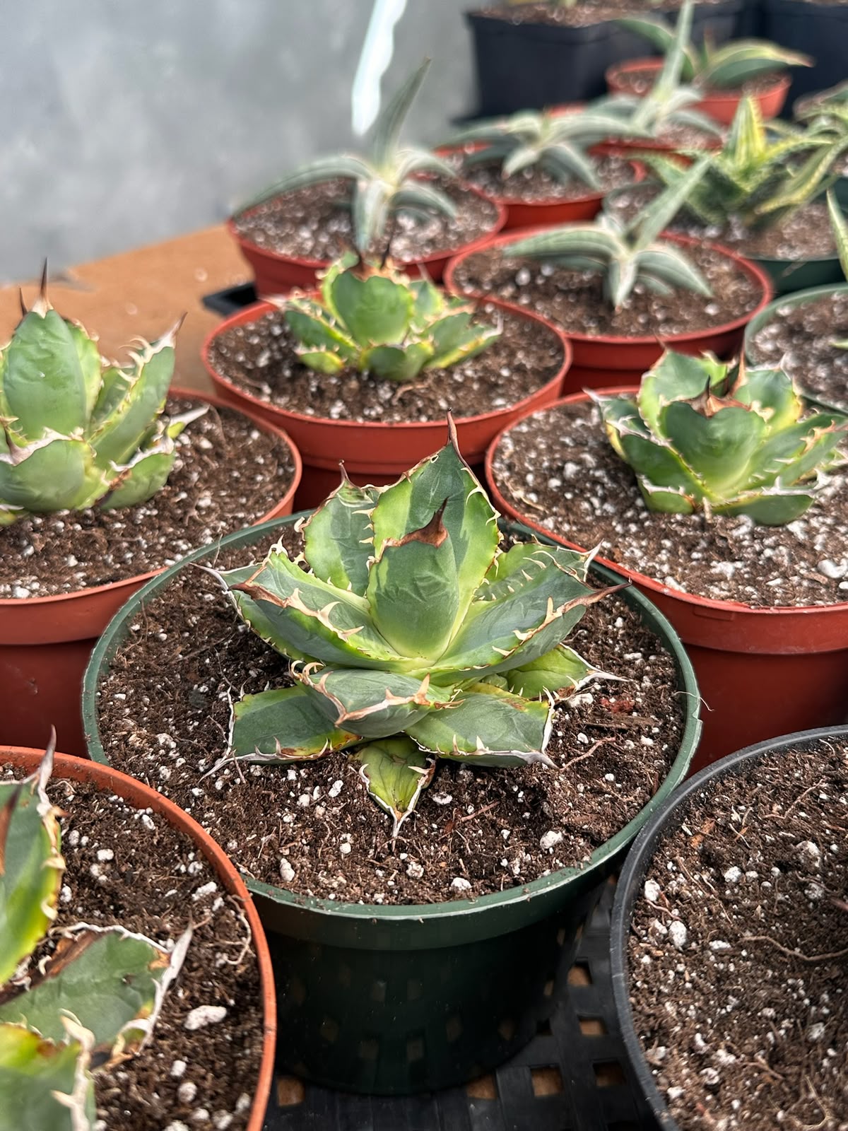 Agave banana peel