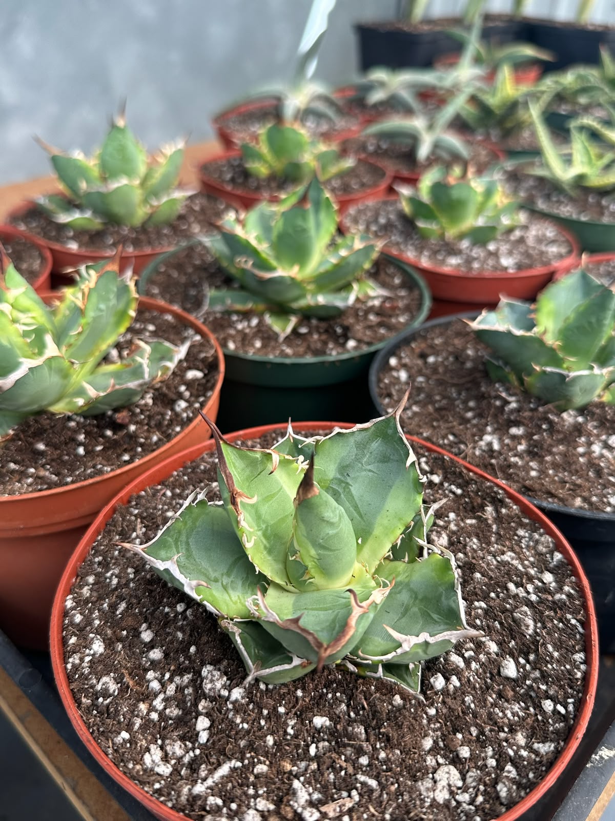 Agave banana peel