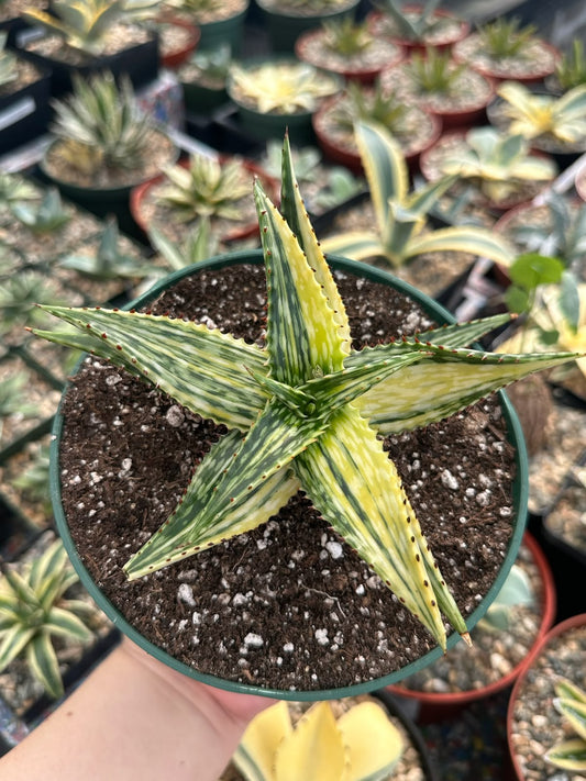Haworthia Somaliensis
