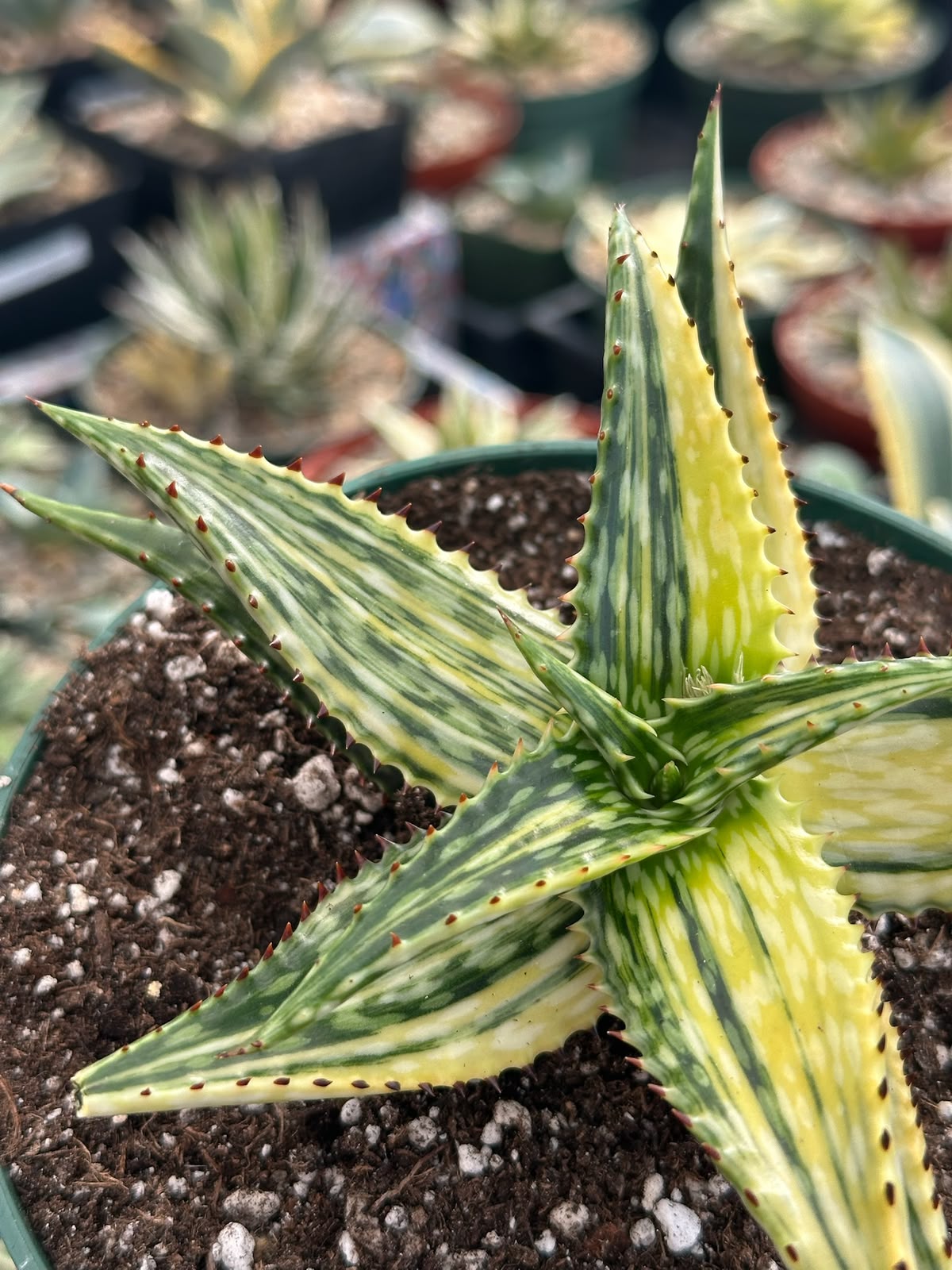 Haworthia Somaliensis