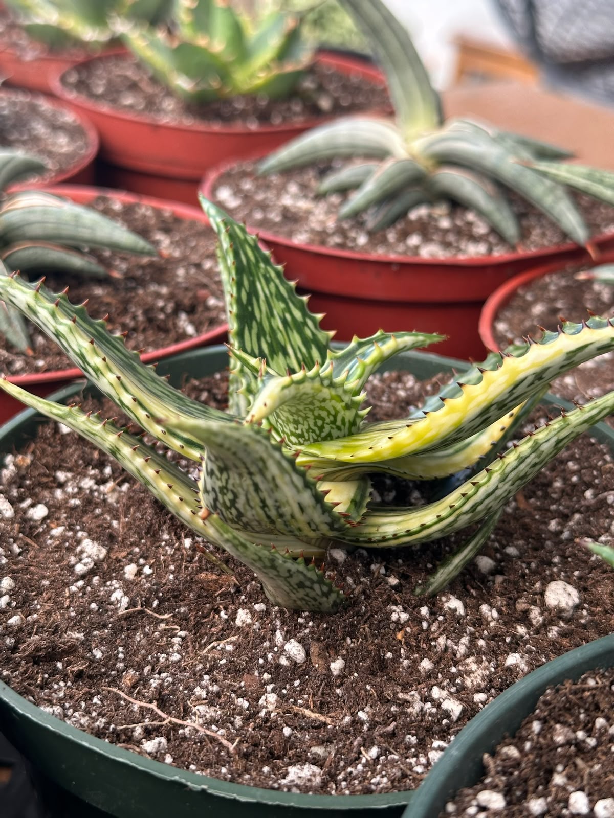 Haworthia Somaliensis