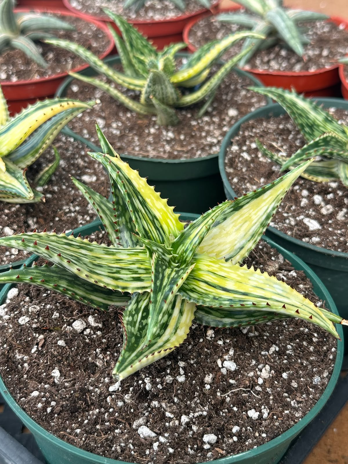 Haworthia Somaliensis
