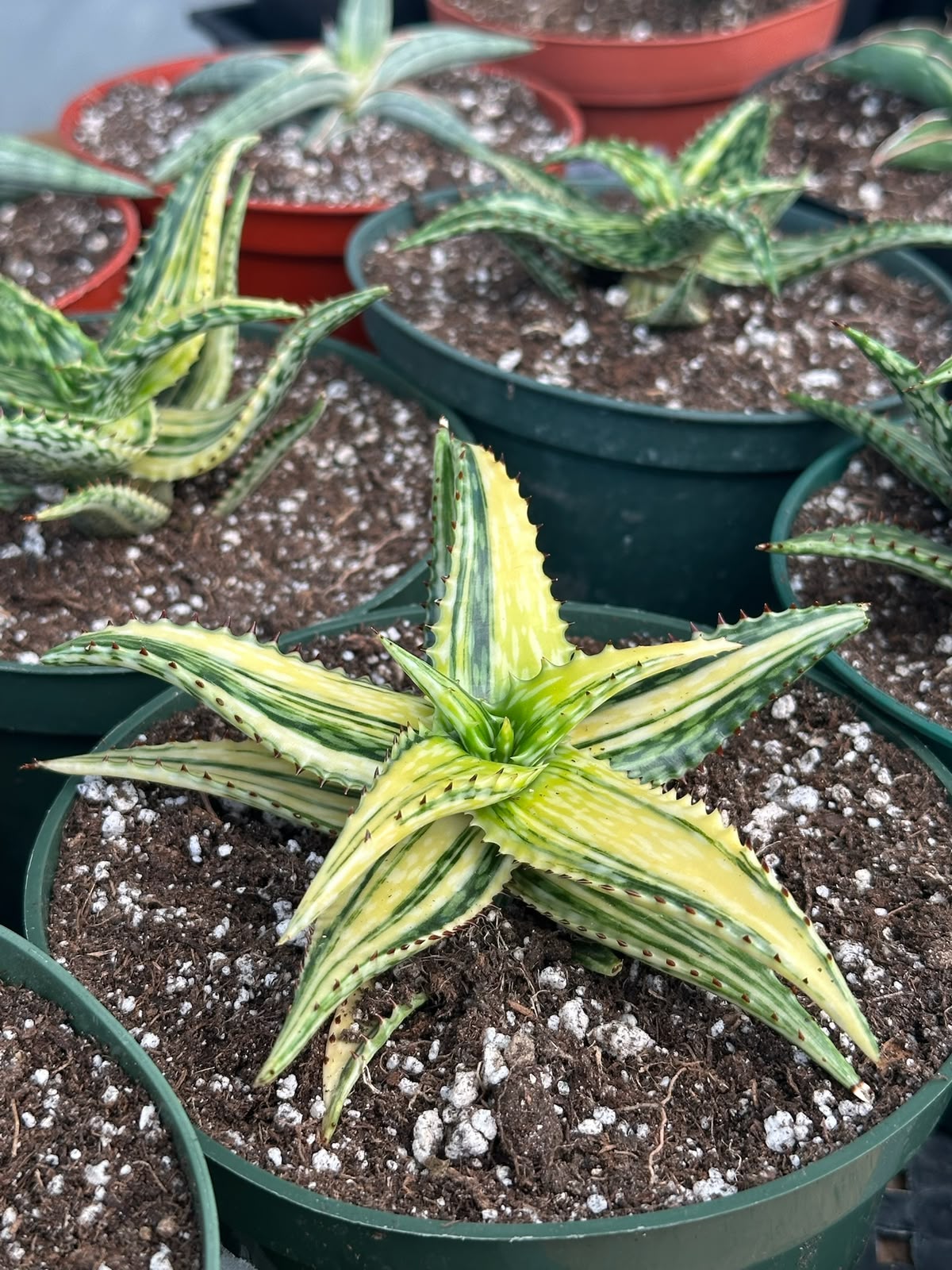 Haworthia Somaliensis