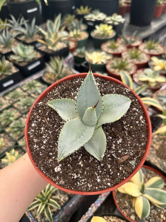 Agave dragon toes