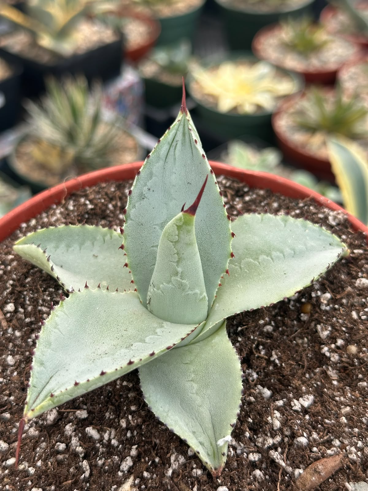 Agave dragon toes