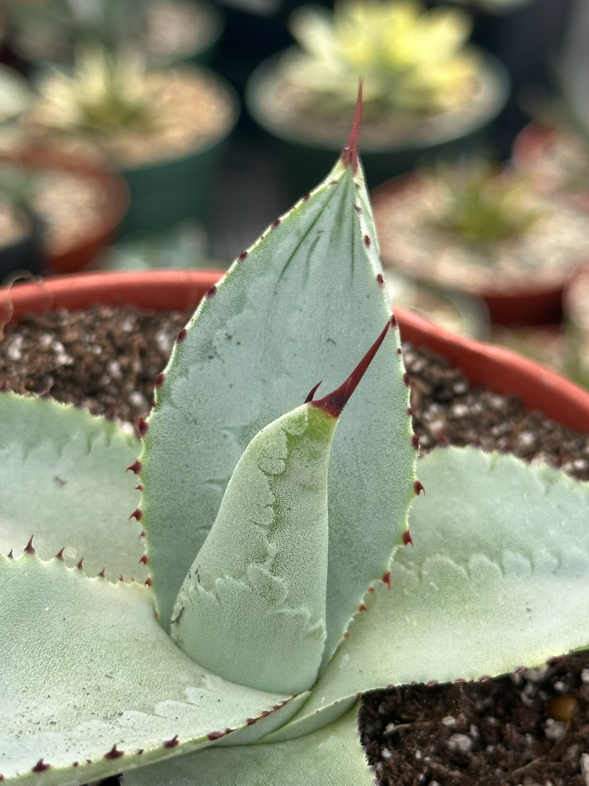 Agave dragon toes