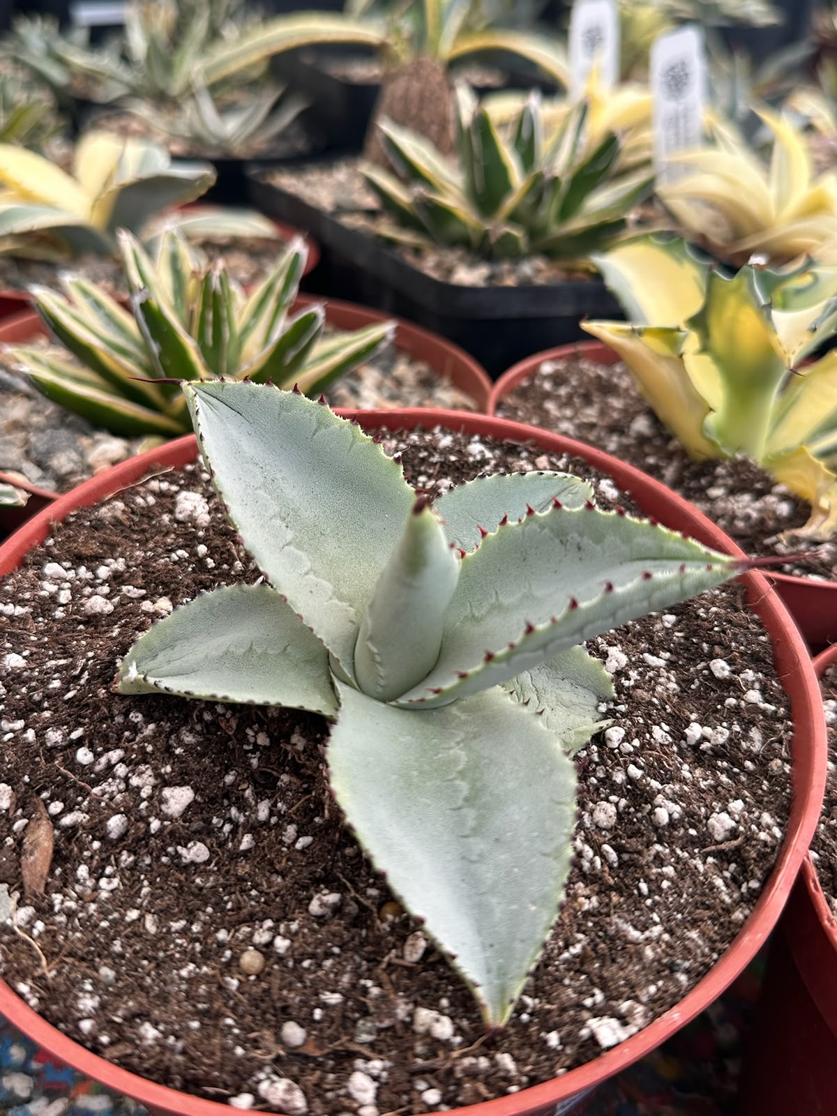 Agave dragon toes