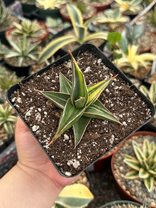 Sansevieria lavranos