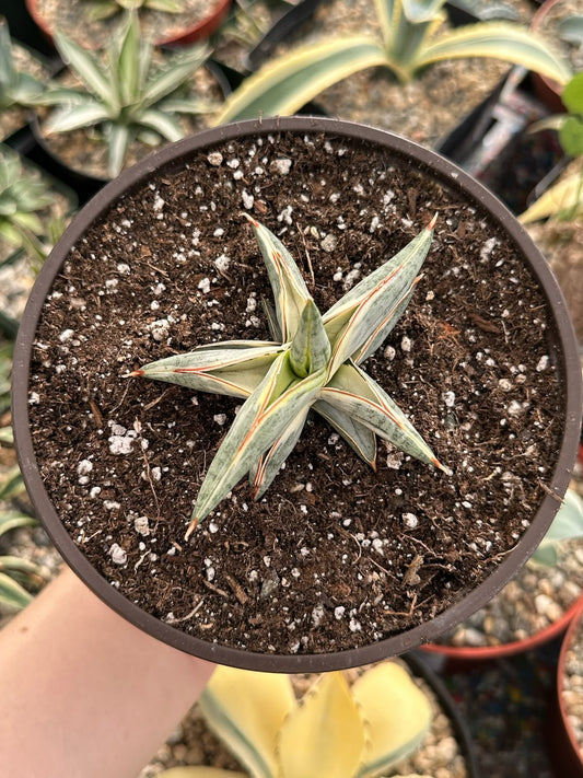 Sansevieria blue clone