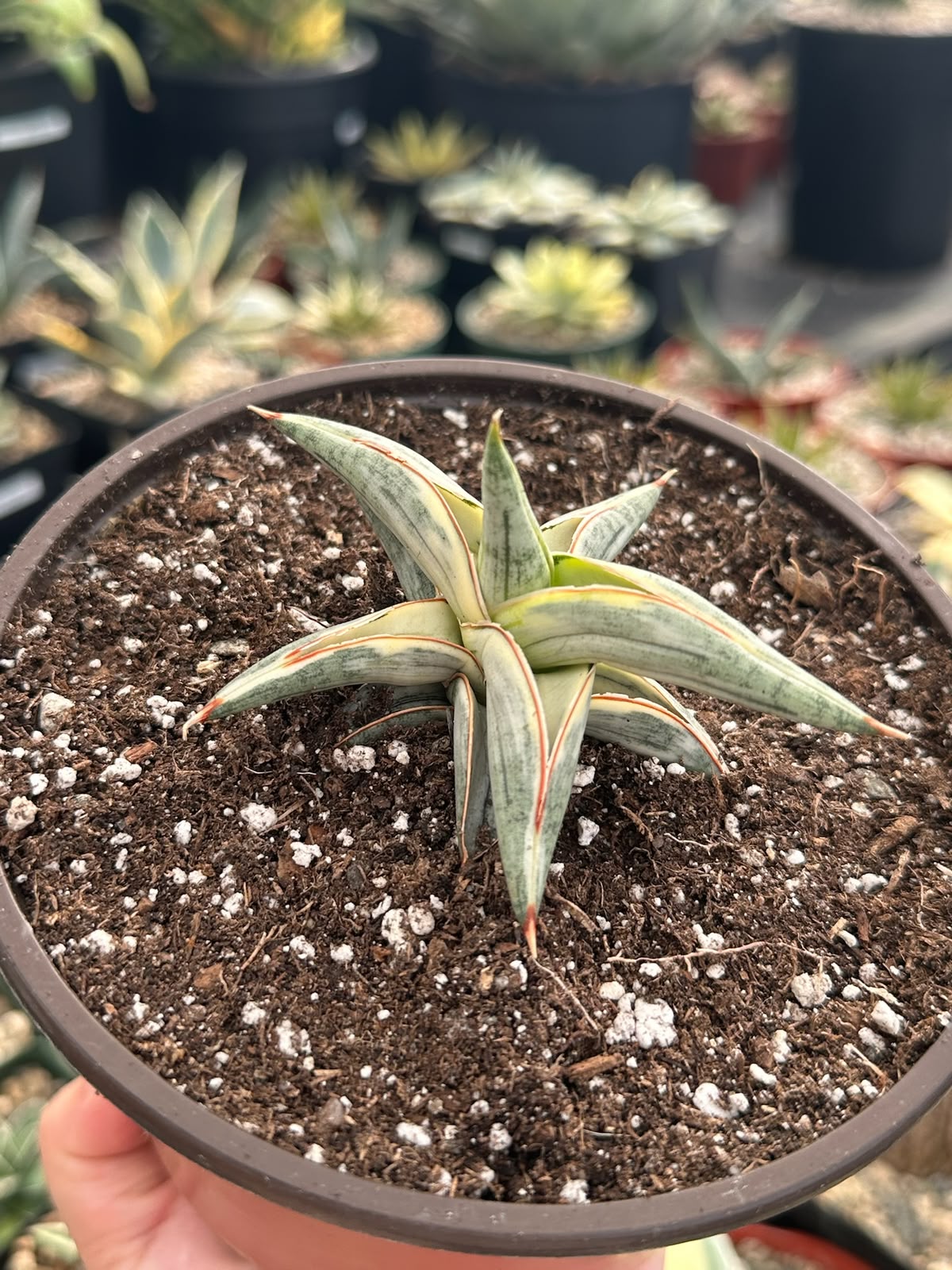 Sansevieria blue clone