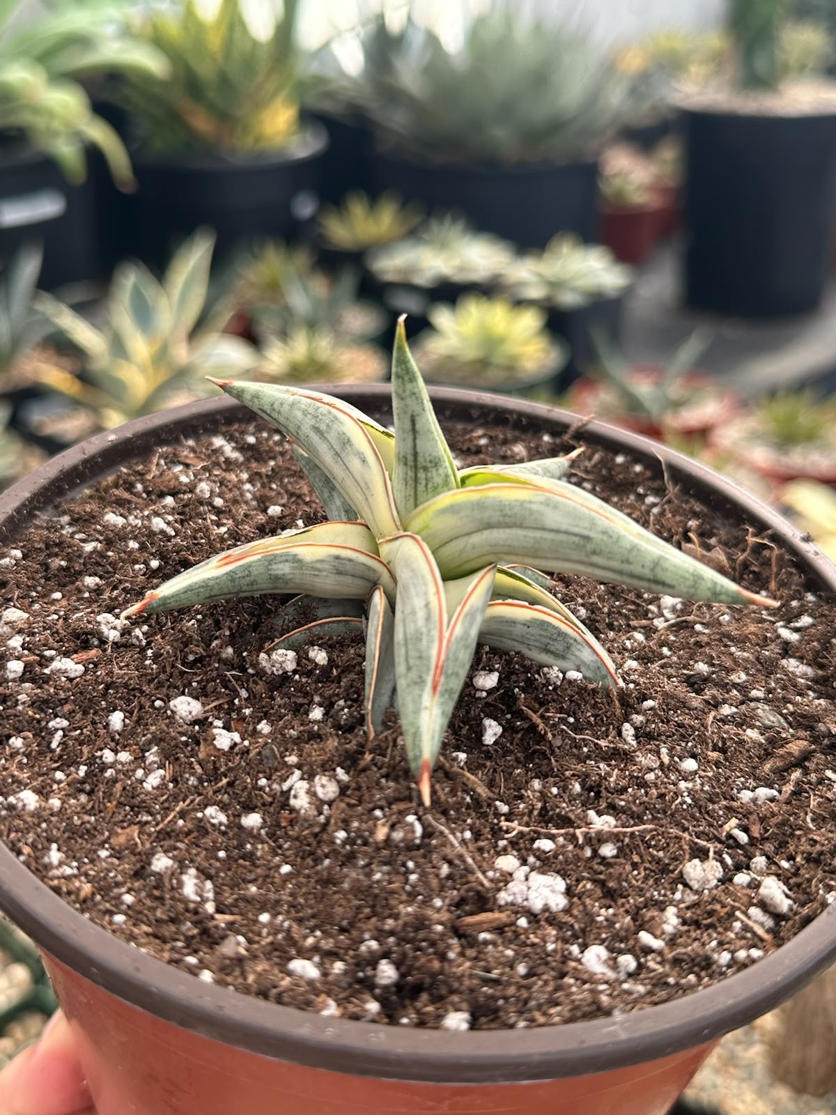 Sansevieria blue clone