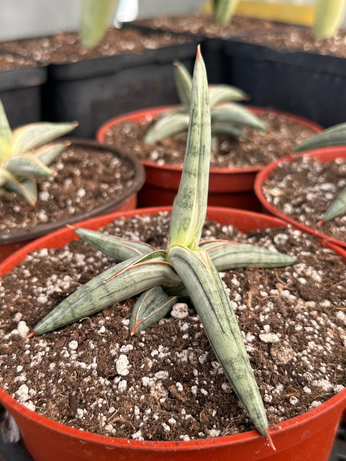 Sansevieria blue clone