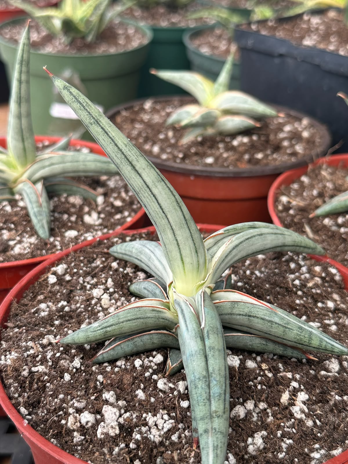 Sansevieria blue clone