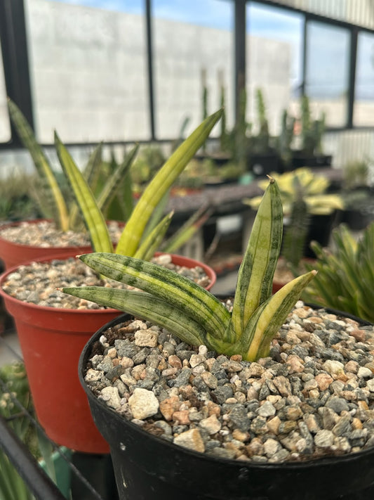 Sansevieria boncel
