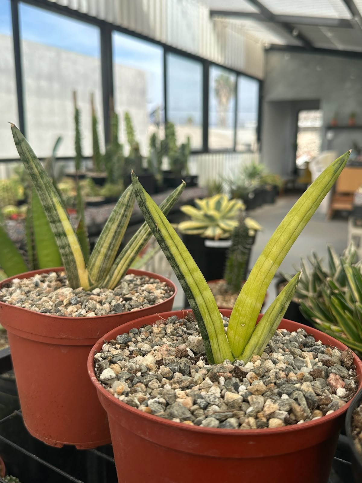 Sansevieria boncel