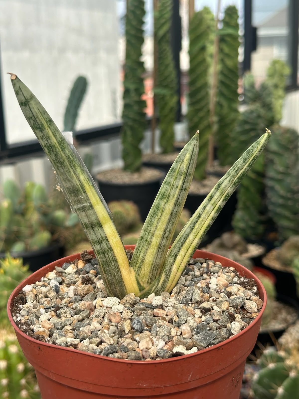 Sansevieria boncel