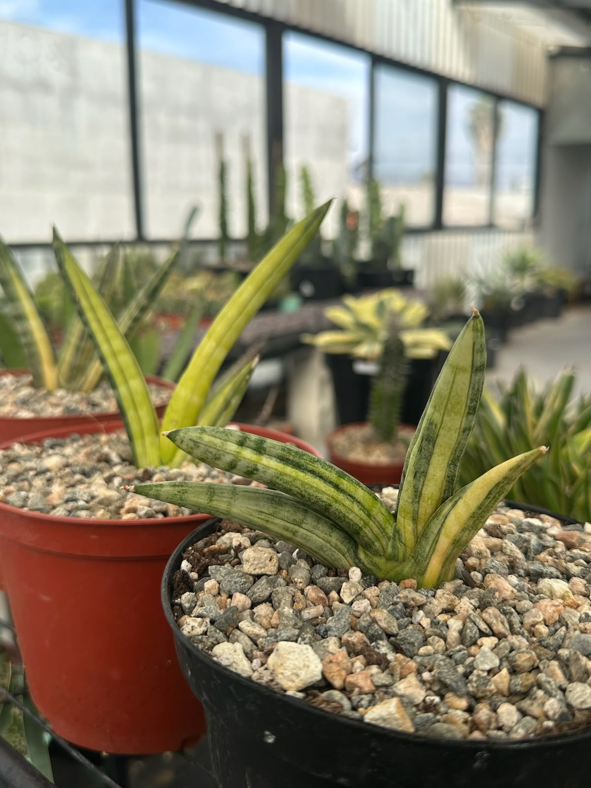 Sansevieria boncel