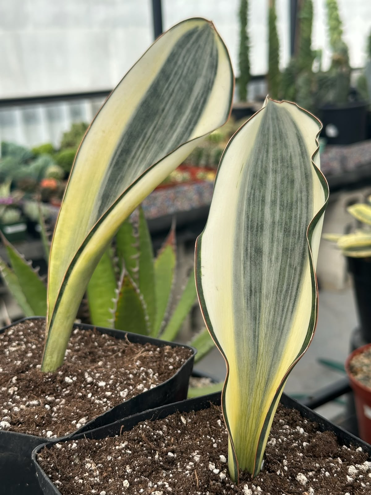 Sansevieria masoniana striata
