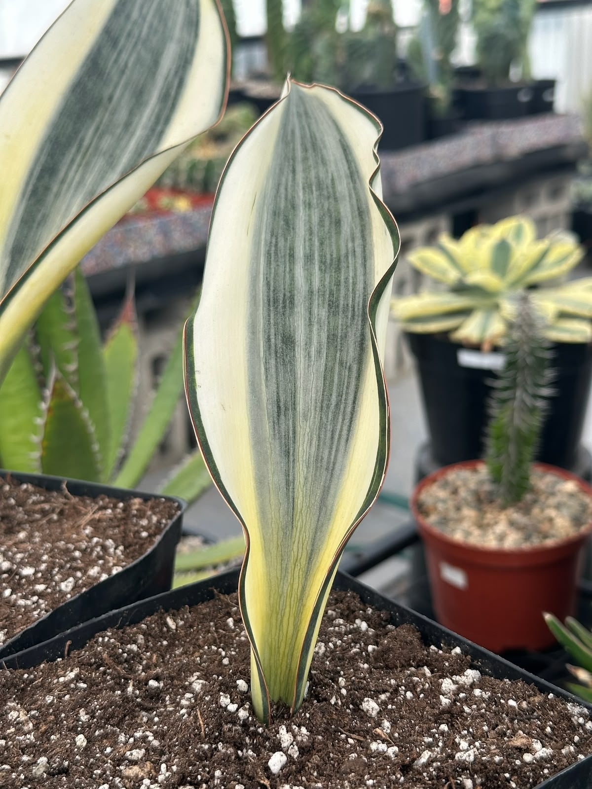 Sansevieria masoniana striata