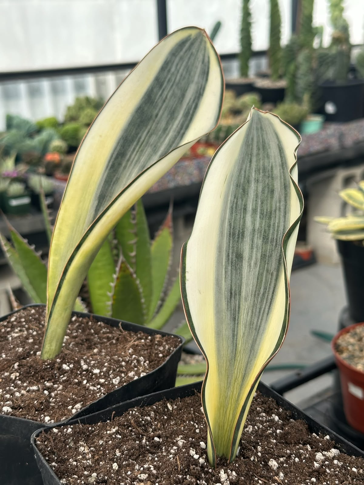 Sansevieria masoniana striata