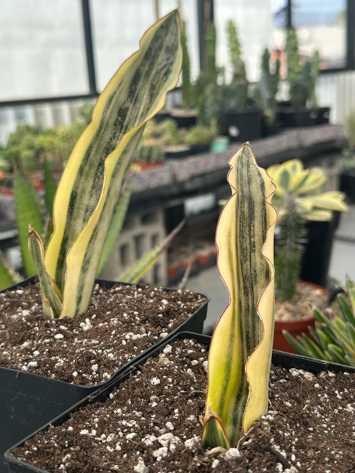 Sansevieria Kirky white