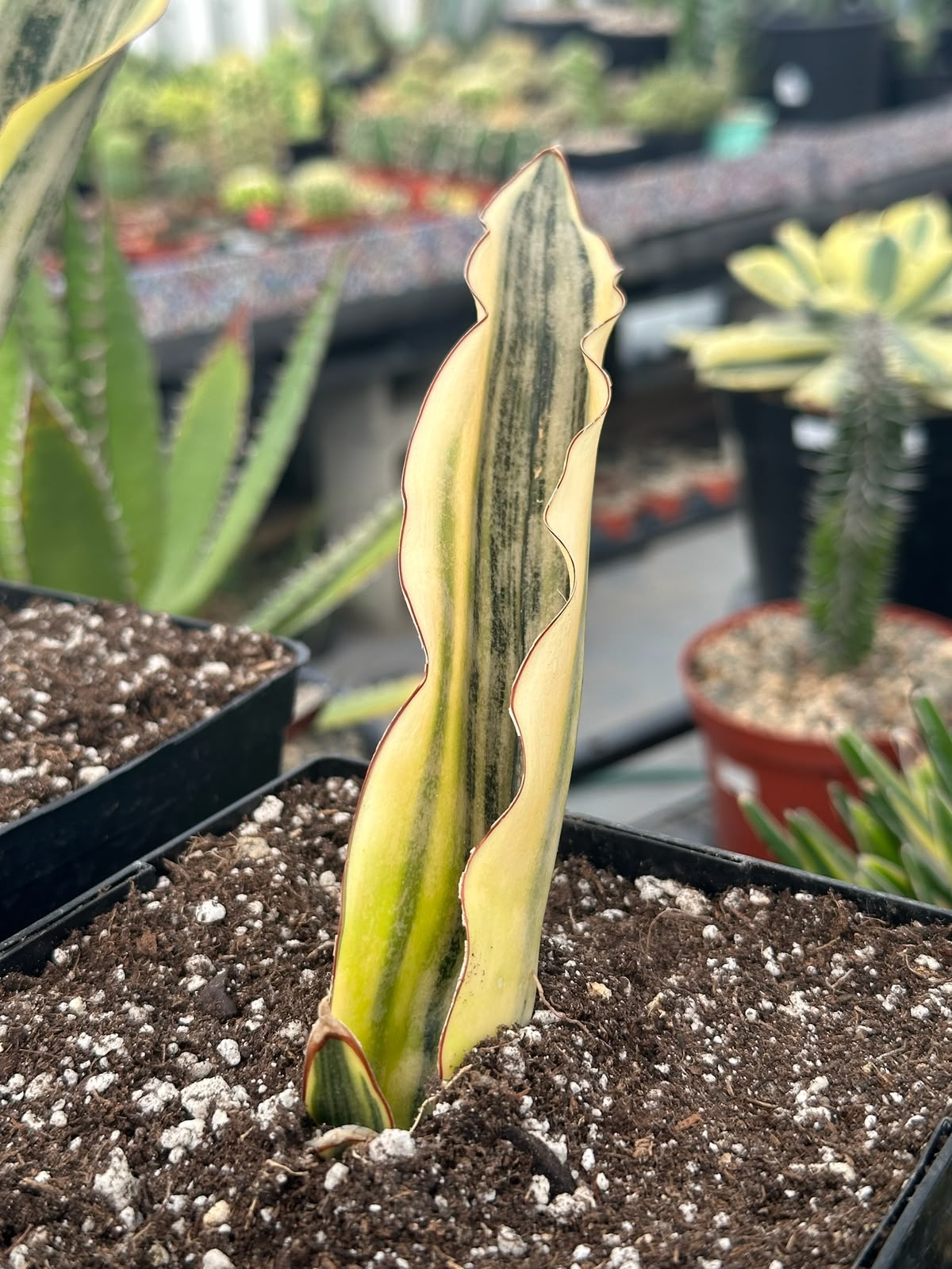 Sansevieria Kirky white