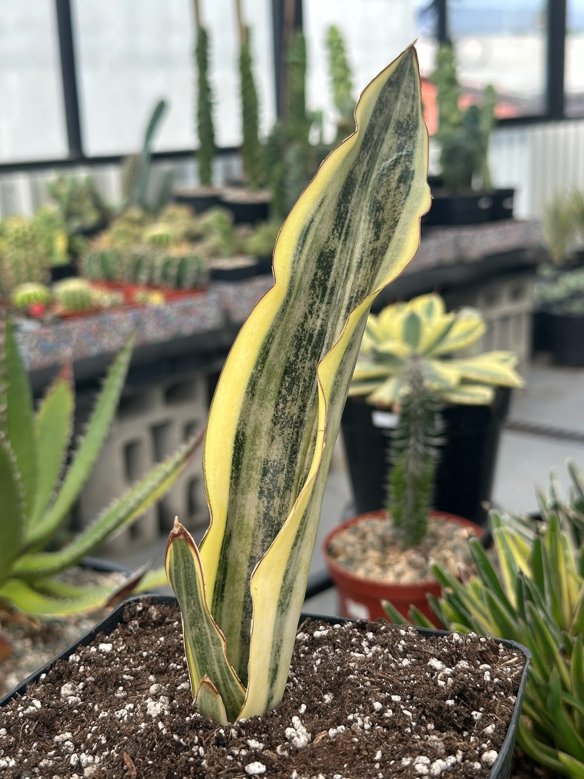 Sansevieria Kirky white