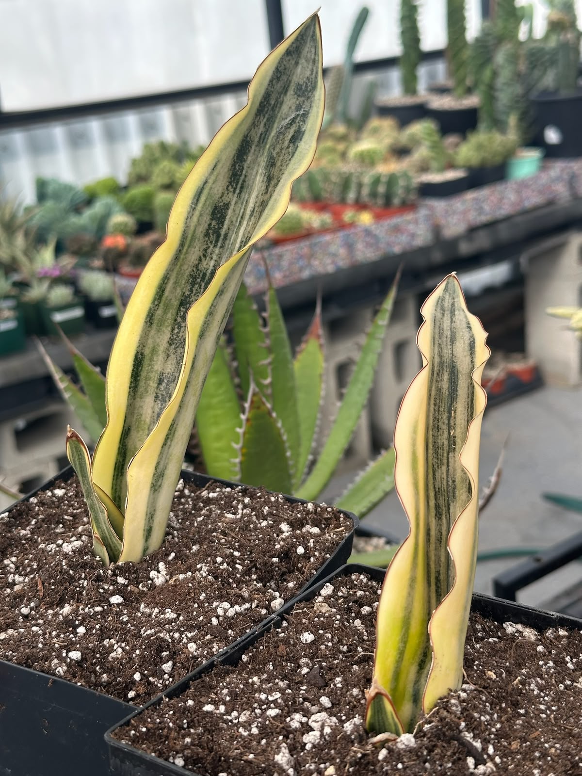 Sansevieria Kirky white