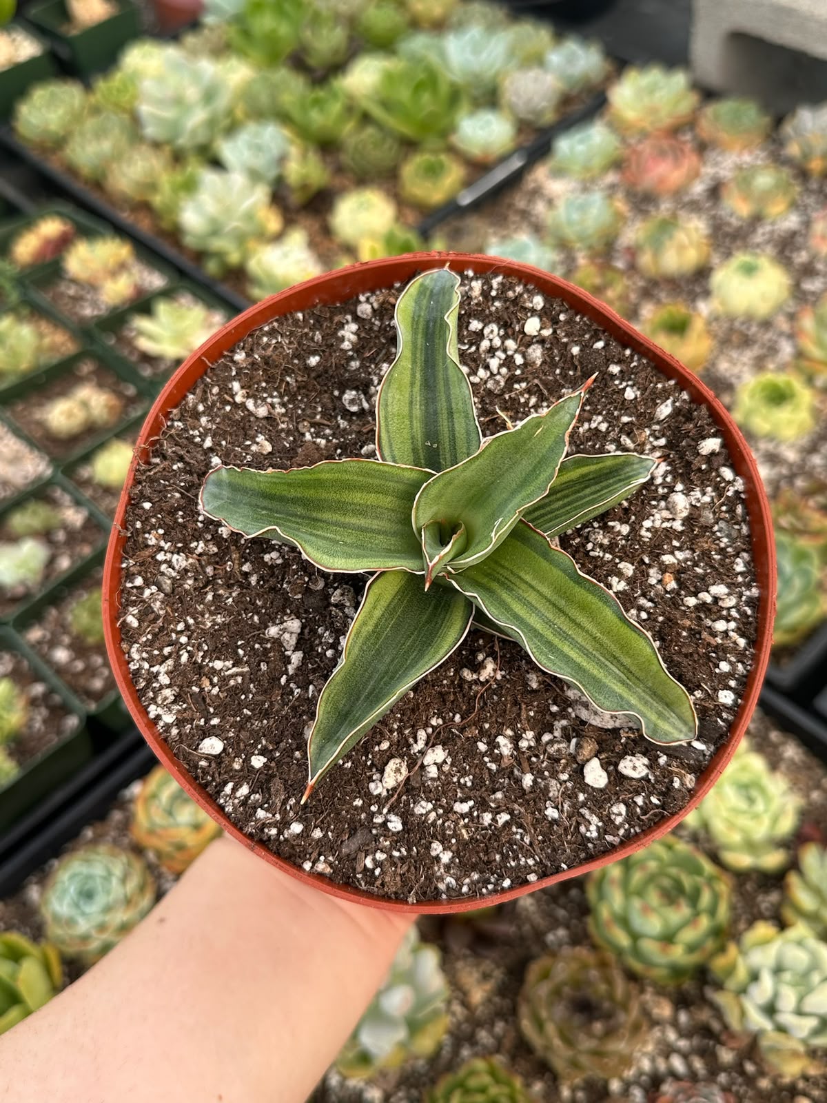 Aloe Somaliensis