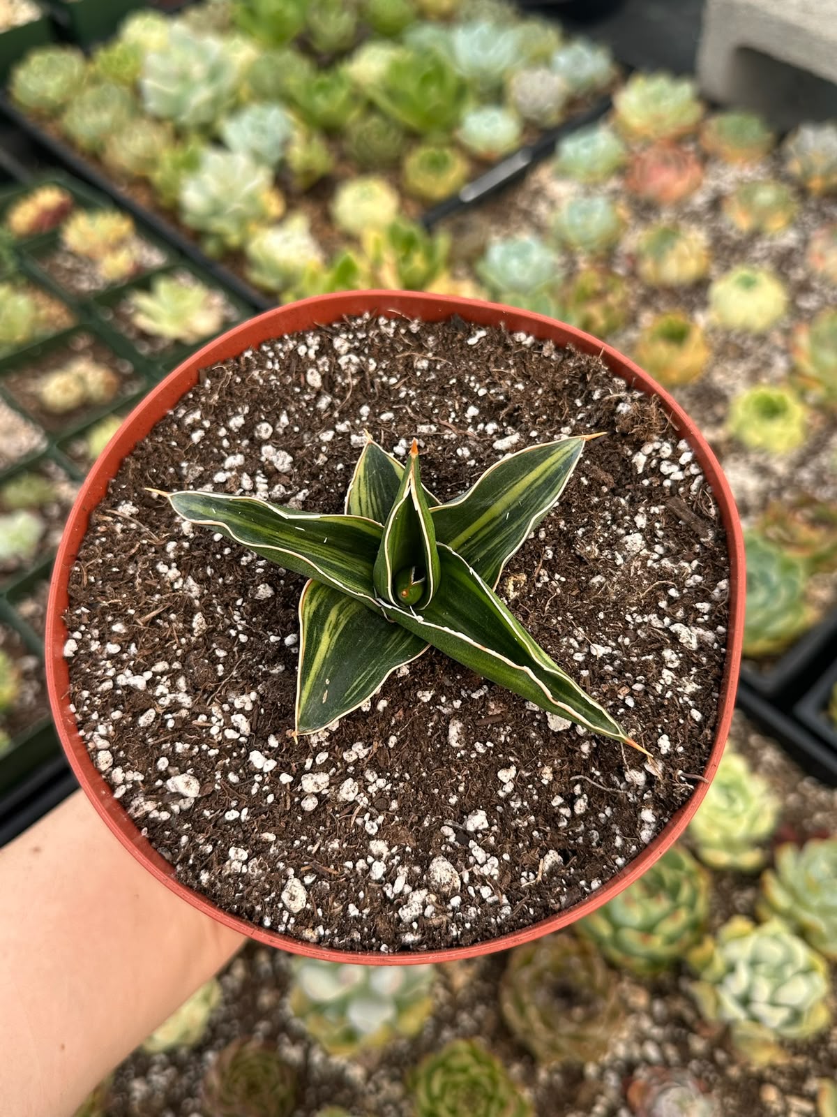 Aloe Somaliensis