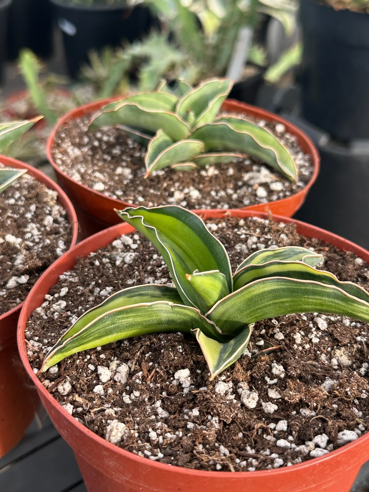Aloe Somaliensis