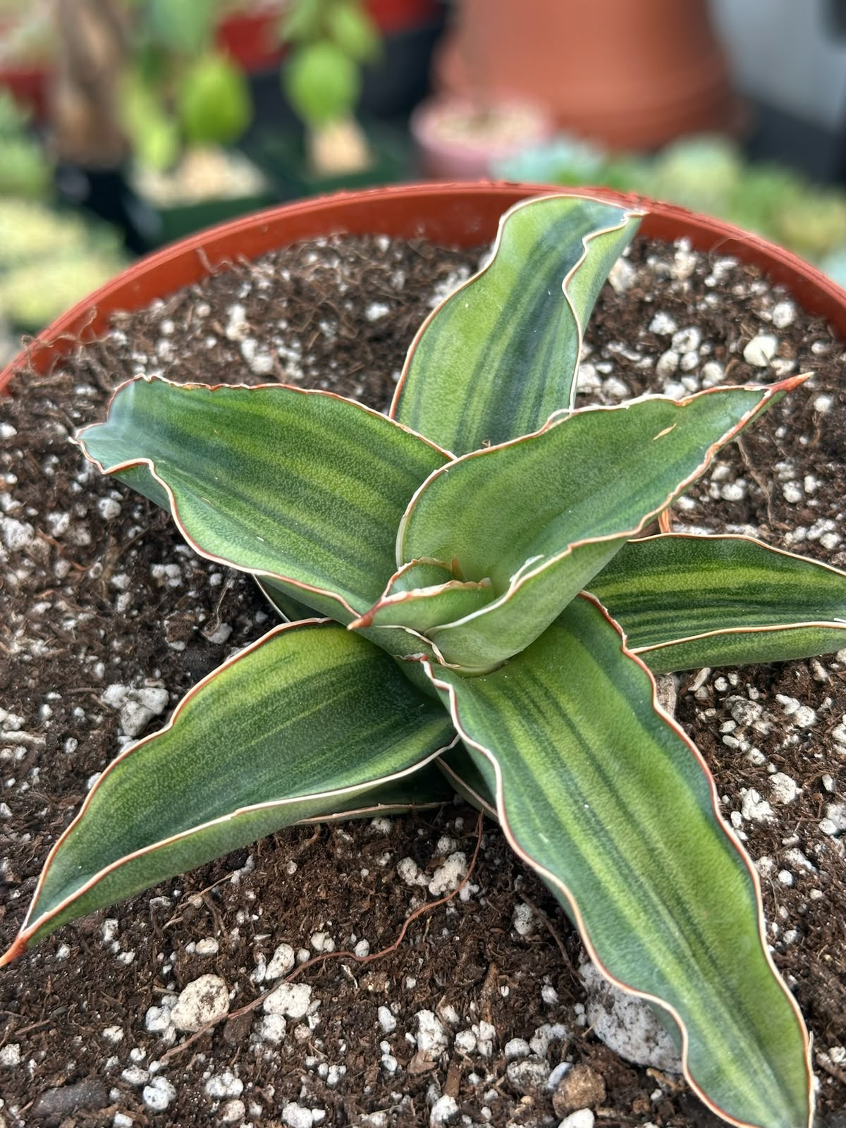 Aloe Somaliensis