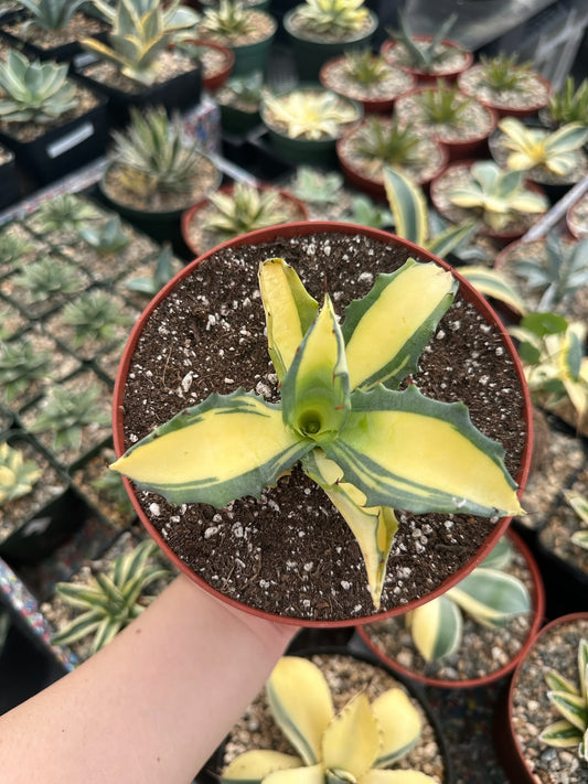Agave Ferox