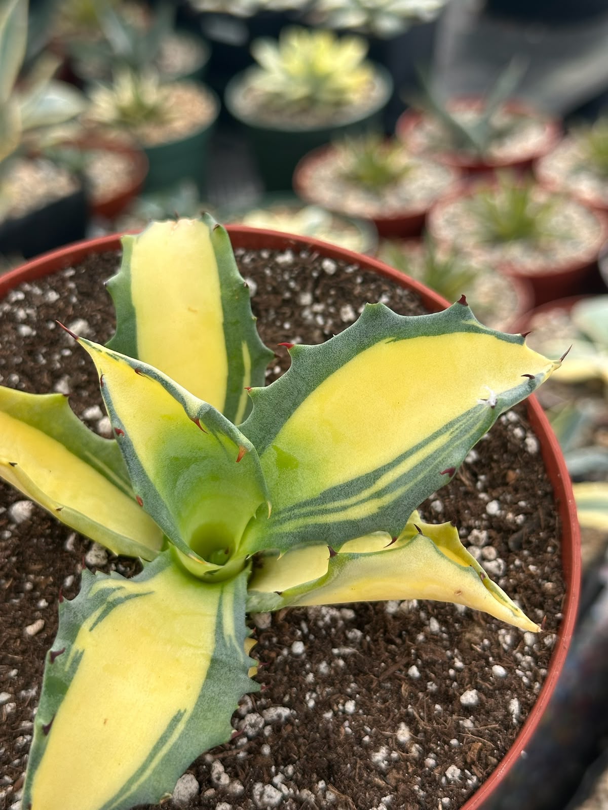 Agave Ferox