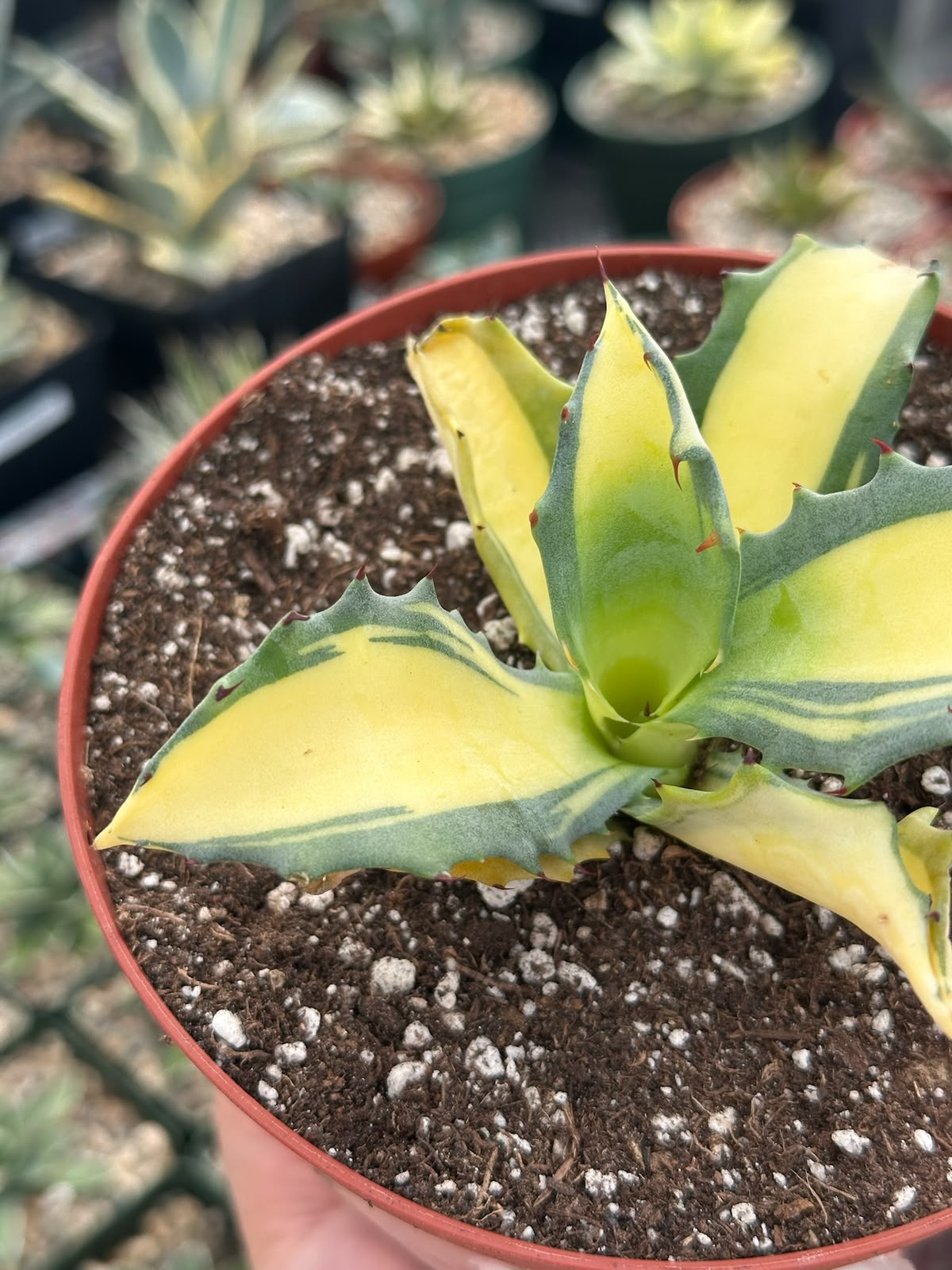 Agave Ferox