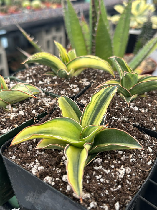 Sansevieria blue leaf
