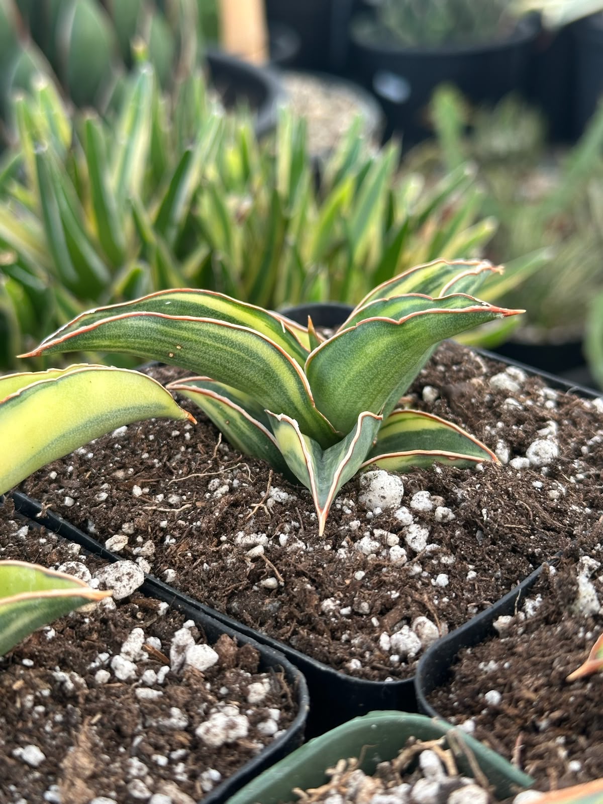 Sansevieria blue leaf