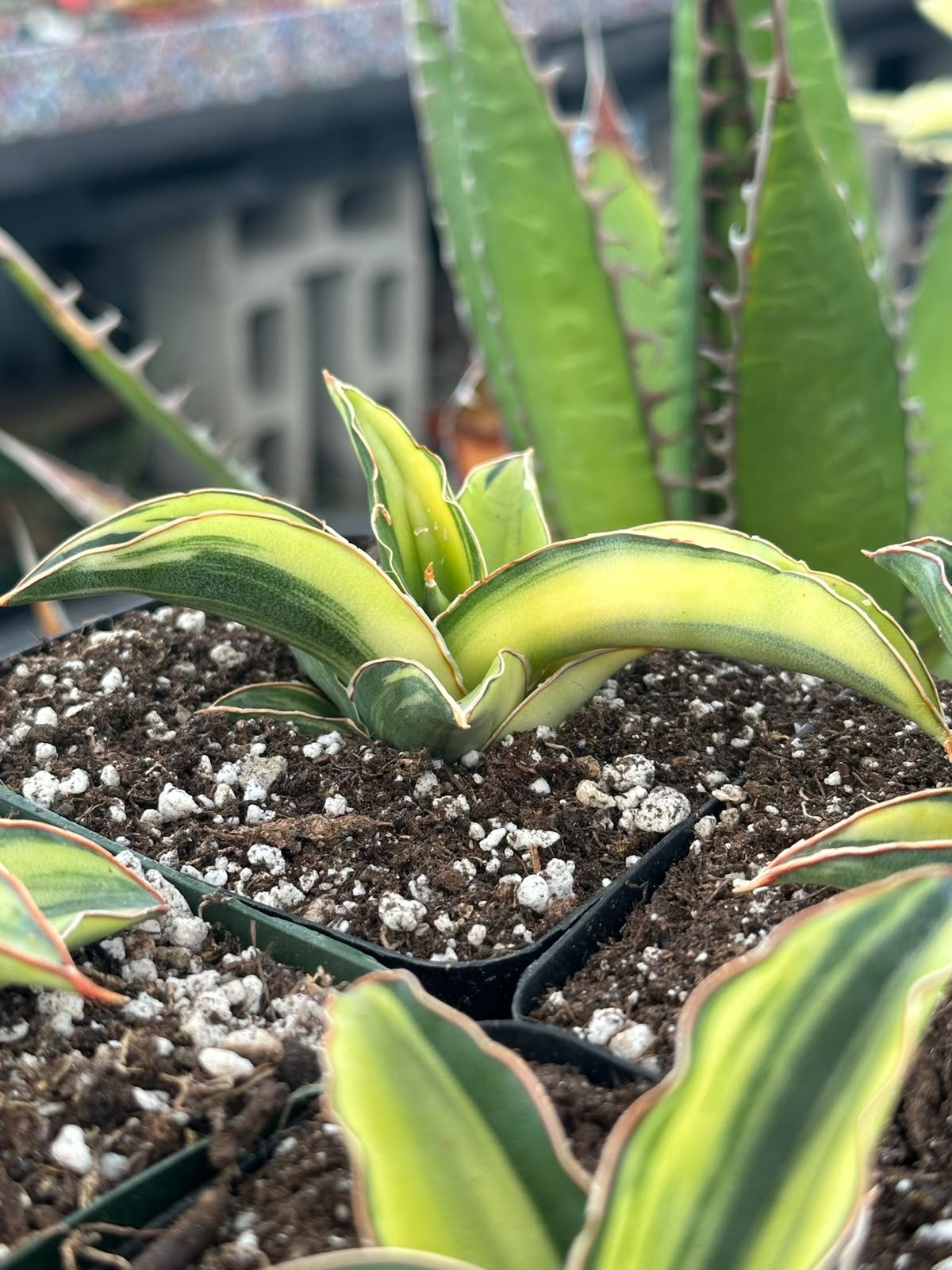 Sansevieria blue leaf