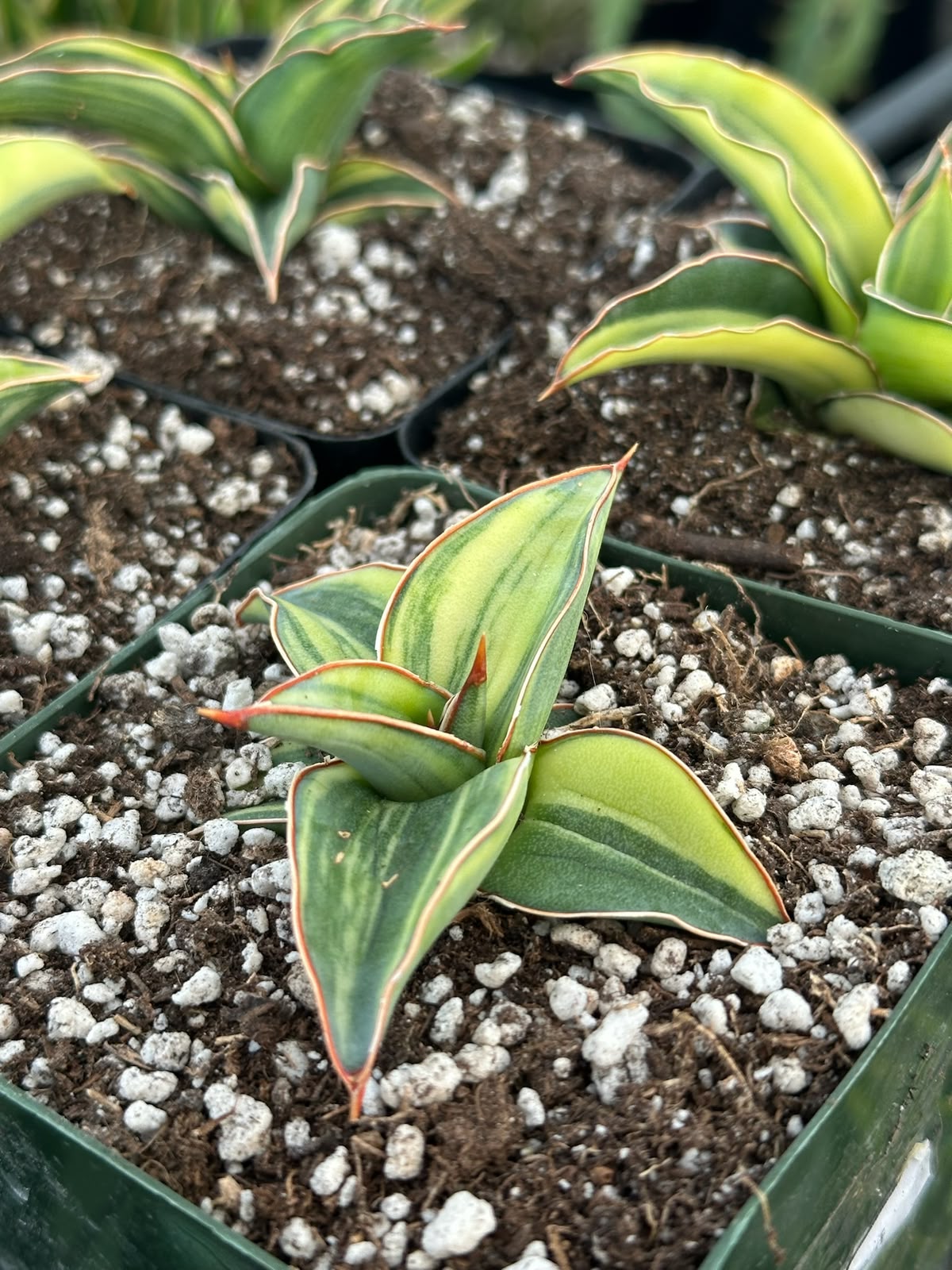Sansevieria blue leaf