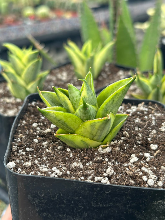 Sansevieria Pagoda tower