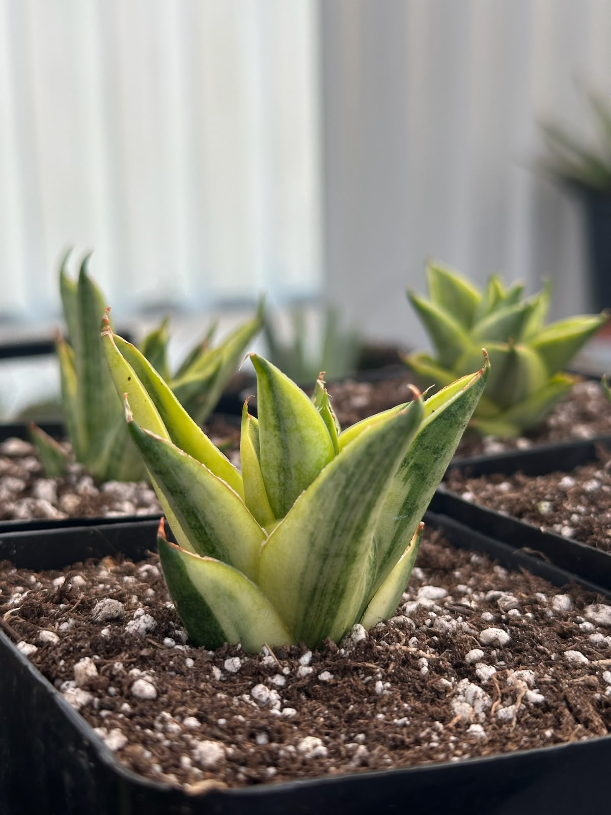 Sansevieria Pagoda tower
