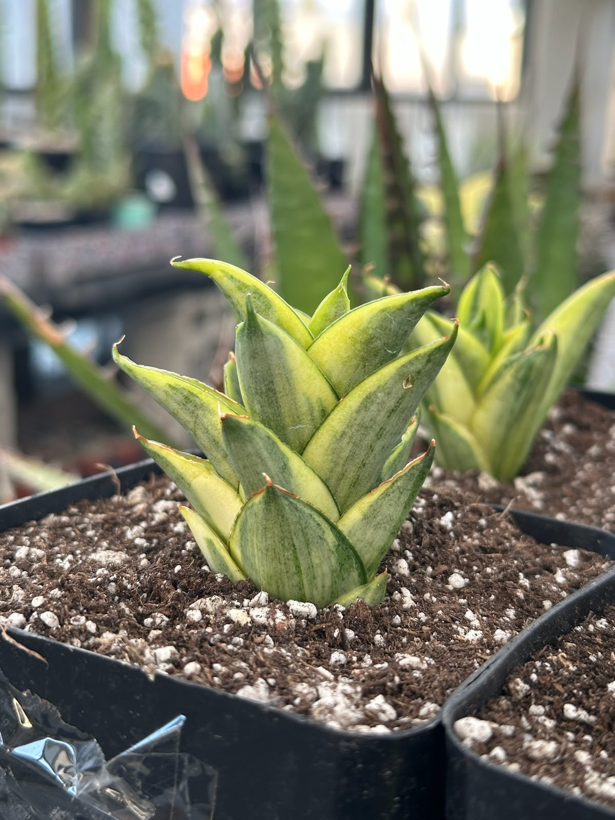 Sansevieria Pagoda tower