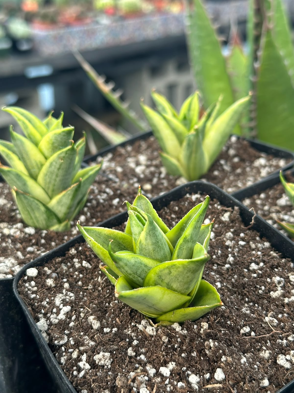 Sansevieria Pagoda tower