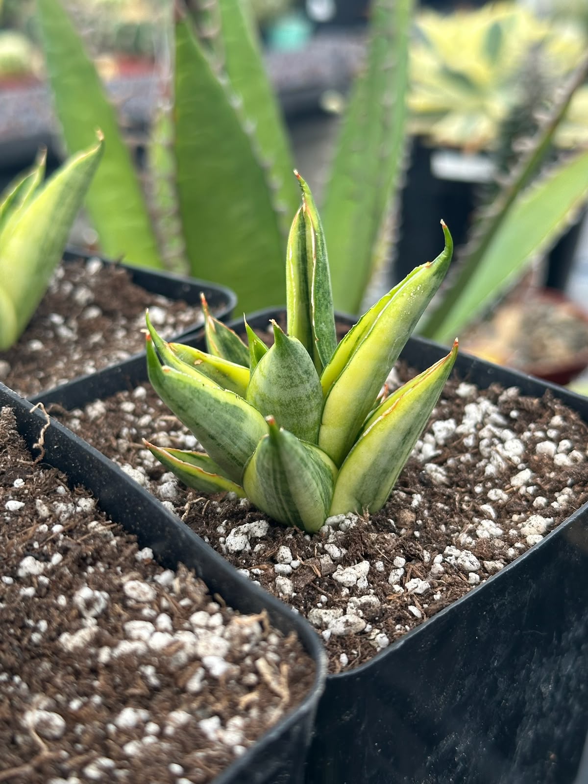 Sansevieria Pagoda tower