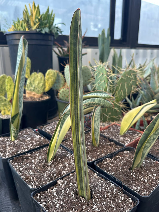Sansevieria baseball