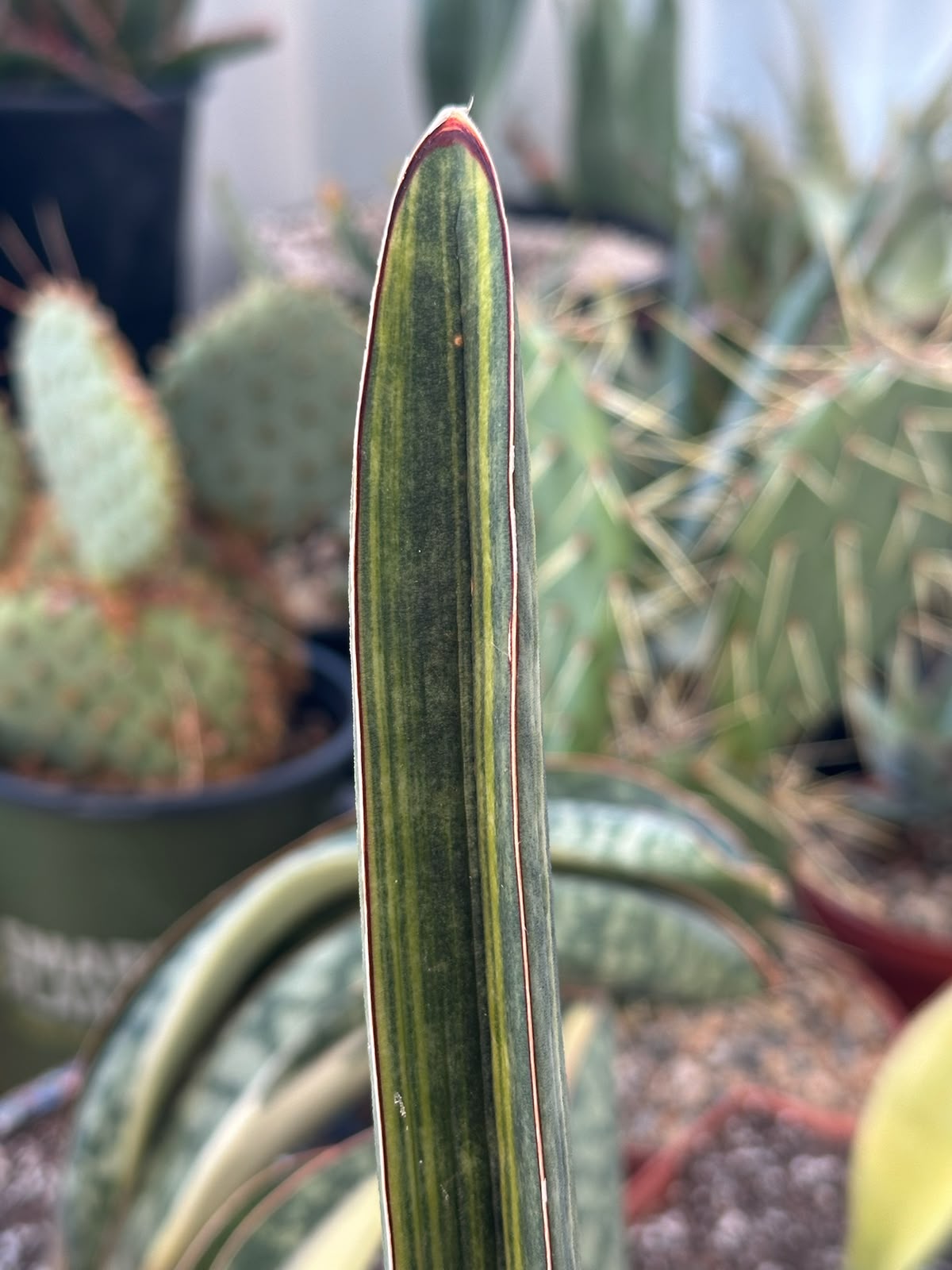 Sansevieria baseball